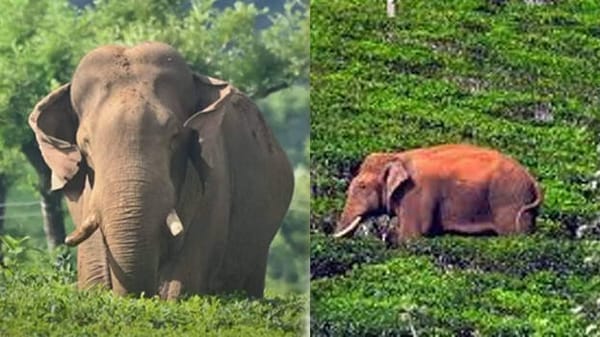 അരിക്കൊമ്പനെ കണ്ടെത്തി; ദൗത്യം നിർണ്ണായക ഘട്ടത്തിൽ‌