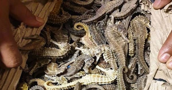 ലക്ഷങ്ങള്‍ വിലമതിക്കുന്ന ഉണക്കിയ കടല്‍ക്കുതിര കുഞ്ഞുങ്ങളുമായി തമിഴ്നാട് സ്വദേശി പിടിയില്‍