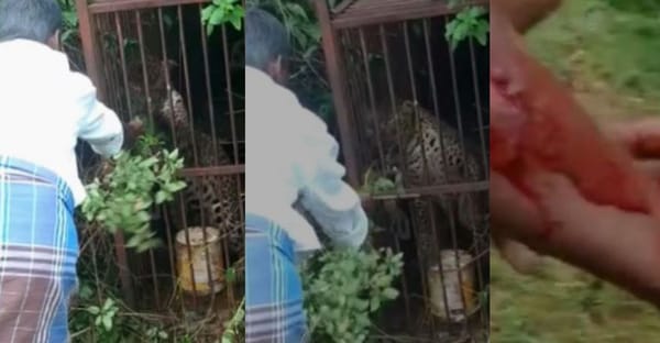 കെണിയില്‍ വീണ പുള്ളിപ്പുലിക്ക് കൂട്ടിലേക്ക് കയ്യിട്ട് പച്ചില കൊടുത്തു; കൈ കടിച്ചുകീറി; വീഡിയോ