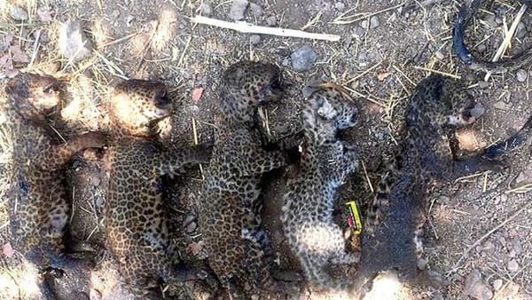 പാമ്പിനെ കൊല്ലാൻ കരിമ്പിൻ  തോട്ടത്തിൽ  തീയിട്ടു; വെന്തു മരിച്ചതോ അഞ്ചു പുലികുഞ്ഞുങ്ങൾ