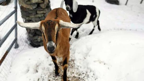 ഈ ആട് വെറും ആടല്ല...വെര്‍മെന്‍റ്   ടൗണിലെ മേയറാണ്‌