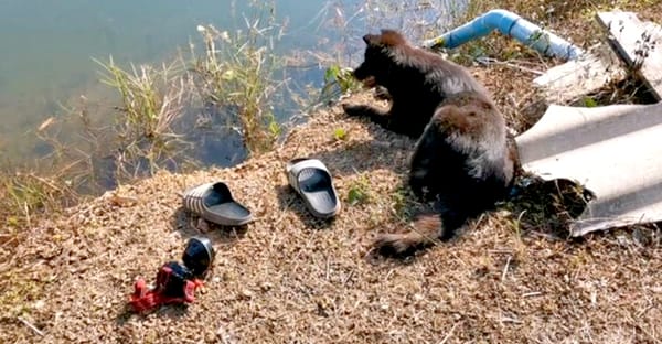 പ്രതീക്ഷകൾ വറ്റാത്ത കാത്തിരിപ്പ്; കുളത്തിൽ മുങ്ങിമരിച്ച യജമാനനായി കാത്തു നിൽക്കുന്ന വളർത്തുനായ; ദൃശ്യങ്ങൾ