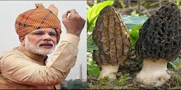 ഇതാണ് മോഡി കഴിക്കുന്ന 30000 രൂപയുടെ കൂൺ