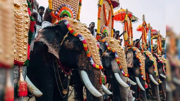 ആനകളെ നിരന്തരം യാത്ര ചെയ്യിപ്പിക്കുന്നു, ദേവസ്വത്തിന് ഈ വരുമാനം കിട്ടിയിട്ട് വേണോ? വിമർശനവുമായി ഹൈക്കോടതി