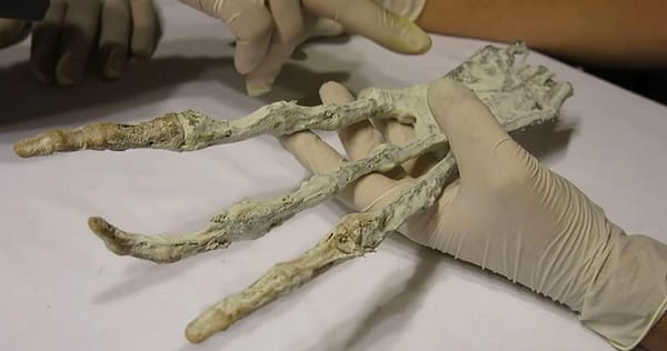 ഇതാരുടെ വിരലുകള്‍?; പെറുവിലെ കസ്‌കോ മരുഭൂമിയില്‍ നിന്നും ഗവേഷകര്‍ക്ക് ലഭിച്ച മൂന്നുവിരലുകള്‍ മാത്രമുള്ള കൈപ്പത്തി അന്യഗ്രഹജീവികളുടെയോ ?