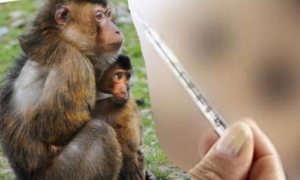 വയനാട്ടില്‍ വീണ്ടും കുരങ്ങു പനി; ജാഗ്രതാനിർദേശം