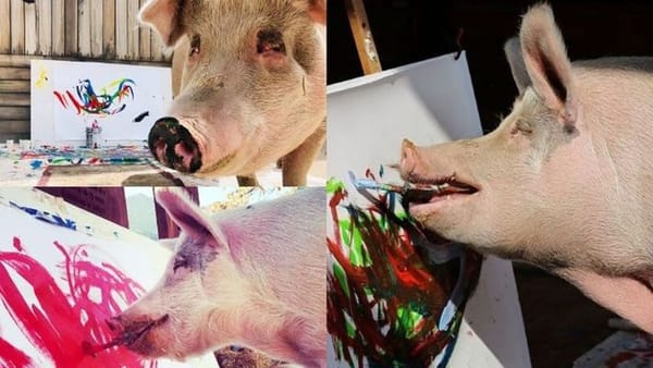 ‘പിഗ്കാസോ’ പന്നി വരച്ച ചിത്രങ്ങൾ വിറ്റ് പോയത് 2.75 ലക്ഷം രൂപയ്ക്ക്