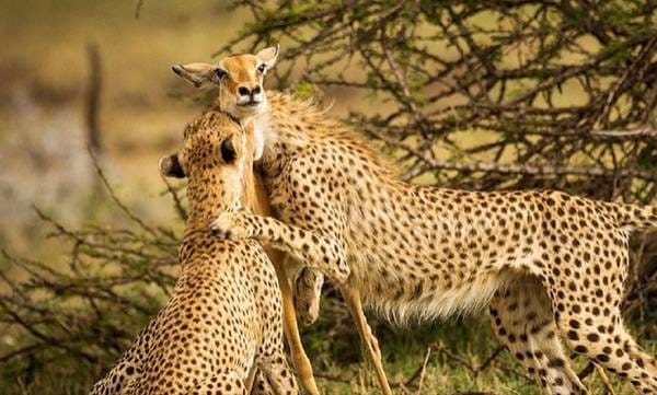 ലോകപ്രശസ്തമായ ആ ചിത്രത്തിന് പിന്നിലെ കഥ ഇതാണ്