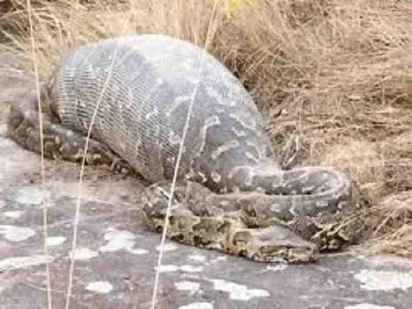 ഇന്തോനേഷ്യയില്‍ കാണാതായ സ്ത്രീയുടെ മൃതദേഹം  23 അടി നീളമുള്ള പെരുപാമ്പിന്റെ വയറ്റില്‍