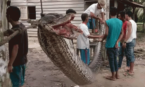 23 അടി നീളമുള്ള ഭീമന്‍ പാമ്പിനെ ഇന്തോനേഷ്യയില്‍ കൊലപ്പെടുത്തി