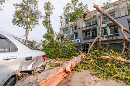 ലാപ്പോയിൽ മരം വീണ് എട്ട് വാഹനങ്ങൾ തകർന്നു