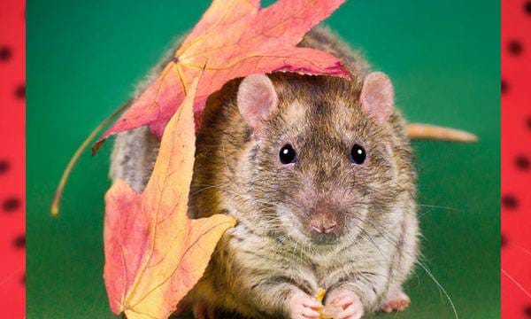 ഇവന്‍ ആളൊരു ഒന്നൊന്നര മോഡലാണ്