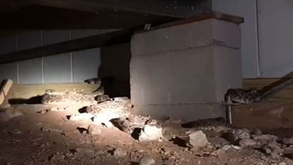 കേബിള്‍ ഇളകിമാറിയത് പരിശോധിക്കാന്‍ പോയ വീട്ടുടമസ്ഥൻ ആ കാഴ്ച കണ്ട്  ജീവനുംകൊണ്ടോടി