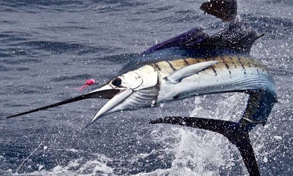 ലോകത്തിലെ ഏറ്റവും വേഗതയേറിയ മീന്‍; പിടിക്കുന്നവരെ കാത്തിരിക്കുന്നത് വമ്പന്‍ സമ്മാനം