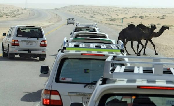 ഈ വാക്കുകള്‍ സൗദിയില്‍ വാഹനങ്ങളില്‍ പതിപ്പിച്ചിട്ടുണ്ടോ?; എങ്കില്‍  സൂക്ഷിച്ചോളൂ