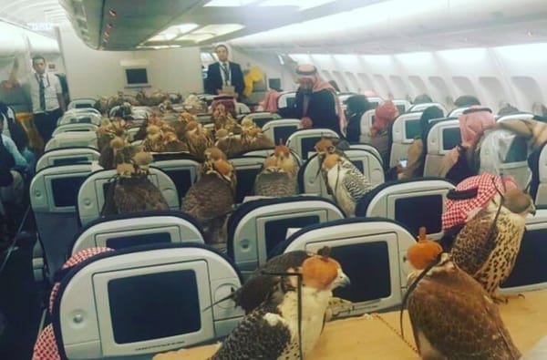 80 വേട്ടപ്പക്ഷികളുമായി സൗദി രാജകുമാരന്റെ വിമാനയാത്ര