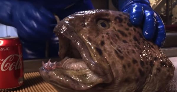 തല അറുത്തു മാറ്റിയിട്ടും കൈവിടാത്ത ശൗര്യം; കോളാ ടിന്‍ കടിച്ചു മുറിക്കുന്ന ചെന്നായ മത്സ്യം; വീഡിയോ