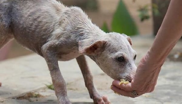 യുവതിയെ അയല്‍വാസി ബലാത്സംഗം ചെയ്യാന്‍ ശ്രമിച്ചു; ഉണ്ടചോറിനു നന്ദി കാണിച്ച് രക്ഷകനായി തെരുവ് നയ