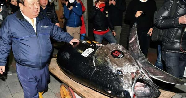 ഒരു ചൂരയുടെ വില  21 കോടി!; ലേലത്തില്‍ പോയത് റെക്കോര്‍ഡോടെ