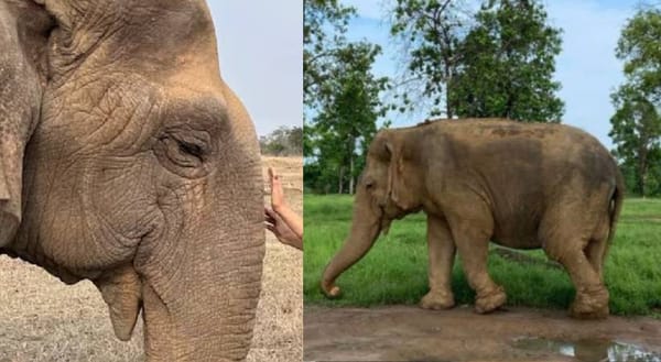 ആന മുത്തശ്ശി ഓർമയായി; ഏഷ്യയിലെ ഏറ്റവും പ്രായം കൂടിയ ആന വത്സല ചരിഞ്ഞു