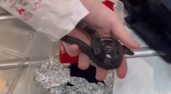 ഇസ്രായേൽ വിമാനത്താവളത്തിൽ വന്യജീവി കടത്തിന് ശ്രമം; യുവാവ് പിടിയിൽ