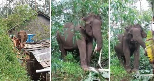 ആറളം ഫാമില്‍ ആദിവാസി ദമ്പതികളെ കാട്ടാന ചവിട്ടിക്കൊന്നു