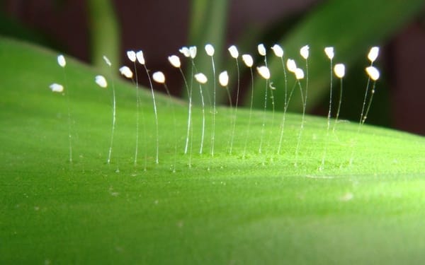 3000 വര്‍ഷത്തില്‍ ഒരിക്കല്‍ മാത്രം പൂക്കുന്ന അപൂര്‍വ്വപുഷ്പം