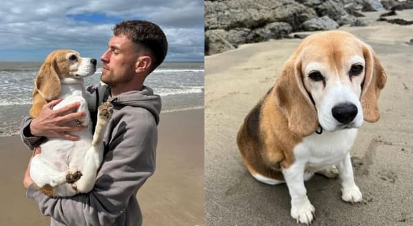 ‘ഹാലോ’ എന്നാണ് അവന്റെ പേര്, മിസിംഗ് ആണ്; വിവരം നല്‍കിയാല്‍ 20000 ഡോളര്‍ തരും, പാരിതോഷികവുമായി വെല്‍ഷ് മീഡ്ഫീല്‍ഡര്‍